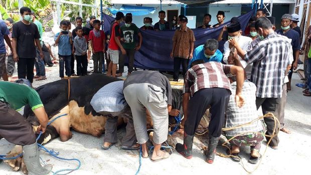 Sapi Kurban Jokowi di Gunungkidul Berontak, Seorang Warga Cedera