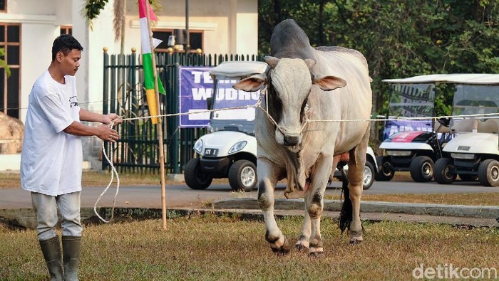 Jokowi berkurban sapi di Bogor (Andhika Prasetia/detikcom)