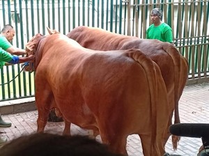 Sapi Limosin, Primadona Hewan Kurban Para Pesohor