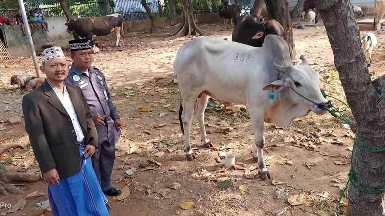 JIC Jakut Tampung Sapi Prabowo-Jokowi-Anies, Dipotong Besok JIC Jakut Tampung Sapi Prabowo-Jokowi-Anies, Dipotong Besok