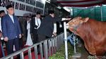 Sapi Limosin Jokowi dan JK Diserahkan ke Masjid Istiqlal
