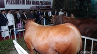 Menteri ATR/PBN Sofian Djalil dan Menteri PAN RB Syafruddin menyerahkan sapi limosin Jokowi dan Jusuf Kalla ke Masjid Istiqlal.