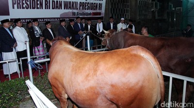 Sapi Limosin Jokowi dan JK Diserahkan ke Masjid Istiqlal
