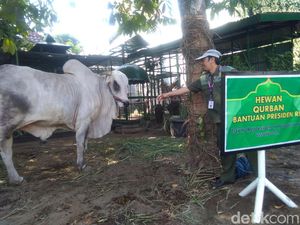 Melihat Penyembelihan Sapi Kurban Jokowi di Istana Kepresidenan Yogya