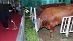 Sapi Limosin Jokowi dan JK Diserahkan ke Masjid Istiqlal