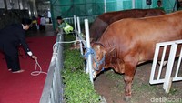 Sapi Jokowi berwarna cokelat lebih terang, sedikit berbeda dengan sapi JK, yang tampak berwarna cokelat gelap.