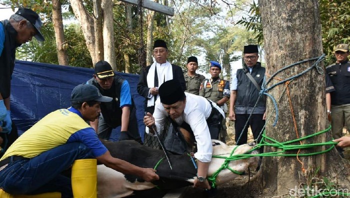 Bupati Bandung menyembelih hewan kurban