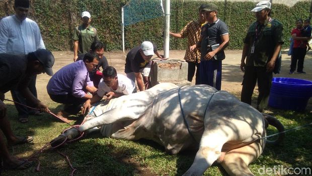 Melihat Penyembelihan Sapi Kurban Jokowi di Istana Kepresidenan Yogya