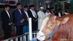 Sapi Limosin Jokowi dan JK Diserahkan ke Masjid Istiqlal
