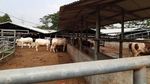 Gaya Unik Sekolah Internasional Gelar Kurban