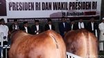 Sapi Limosin Jokowi dan JK Diserahkan ke Masjid Istiqlal