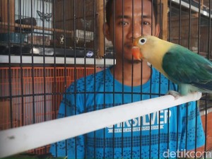 Harga Love Bird Anjlok, Peternak Kecil Terpaksa Gulung Tikar