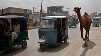 Beberapa penjual hewan kurban memang menyediakan jasa antar sapi atau kambing. Namun terkadang banyak orang justru ingin membawanya sendiri. Nah momen ini yang membuat banyak orang tampak unik ketika membawa hewan. Foto: istimewa