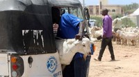 Ternyata bukan hanya di Indonesia saja membawa kambing dengan bajaj. Lihat saja di negara muslim lain yang juga memanfaatkan bajaj sebagai alat angkut dadakan.  Foto: istimewa
