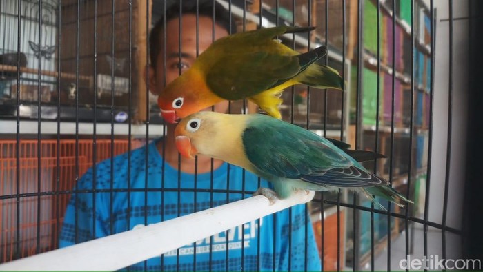 Harga Love Bird Anjlok Peternak Kecil Terpaksa Gulung Tikar