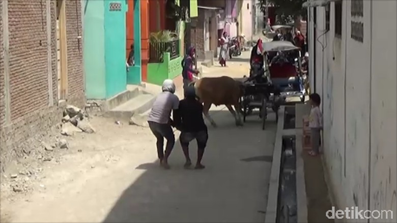 Sapi Kurban di Polewali Mandar Ngamuk, 2 Motor Rusak Sapi Kurban di Polewali Mandar Ngamuk, 2 Motor Rusak
