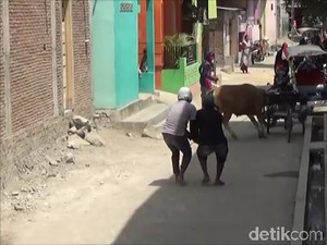 Video Sapi Ngamuk di Polman, 2 Motor Rusak