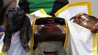 Driver ojol pun jadi orang yang setia mengantar kambing. Salah satunya yang ini. Dua kambing ditaruh dalam kantung khusus. Foto: istimewa