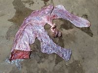 Landak hingga Plasenta Kuda Jadi Makanan Sehat di Zaman Kuno