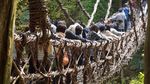 Foto: Jembatan Tradisional Unik dari Jepang