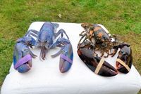 Temukan Lobster Cotton Candy yang Langka, Nelayan Ini Ogah Memasaknya