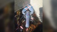 Temukan Lobster Cotton Candy yang Langka, Nelayan Ini Ogah Memasaknya 