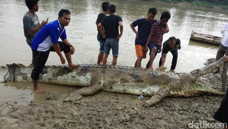 Dianggap Meresahkan, Buaya di Jambi Mati Ditembak Warga Dianggap Meresahkan, Buaya di Jambi Mati Ditembak Warga