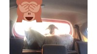 Momen setahun sekali dan spesial ini tak membuat pemilik mobil khawatir kalau mobilnya jadi bau. Dua ekor domba jadi hewan paling nyaman nih diangkut pakai mobil ber-AC. Foto: istimewa