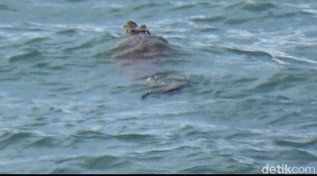 Buaya Berenang di Pinggir Pantai Bikin Panik Warga Maluku Tengah