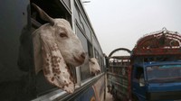 Kambing-kambing ini dapat layanan istimewa nih. Mereka tak diangkut dengan truk melainkan pakai bus. Lihat kepala kambing yang muncul dari jendela seperti sedang menikmati semilir angin.  Foto: istimewa