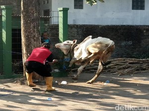 Mau Disembelih, Sapi Ngamuk Masuk Parit di Sukabumi