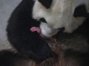 Momen Langka, Panda di Belgia Lahirkan Bayi Kembar Jantan dan Betina