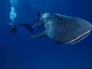 Orang Bugis, Pengembara Laut yang Hidup Berdampingan dengan Hiu Paus