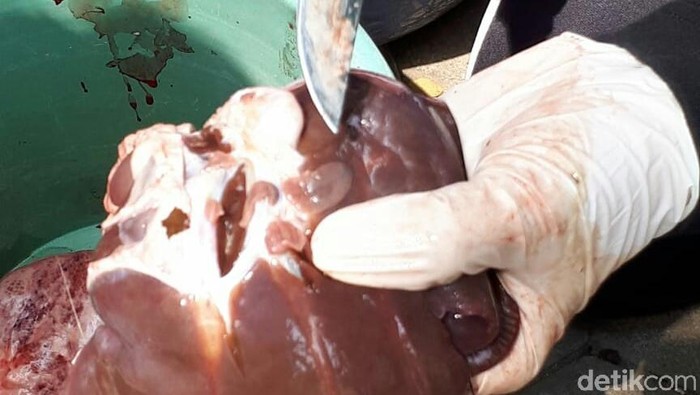 Periksa Daging Kurban Sebelum Memasaknya