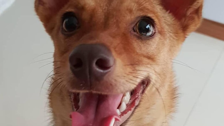 Polisi Memburu Penembak Brutal Anjing Beedo Polisi Memburu Penembak Brutal Anjing Beedo