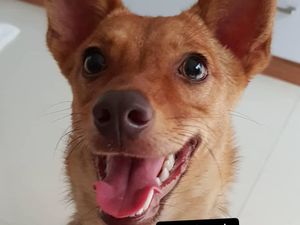 Pelaku Penembakan Anjing Beedo Ditetapkan Sebagai Tersangka