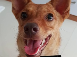 Penembak Beedo Juga Sempat Todong Adik Ipar Pemilik Anjing