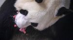 Momen Langka, Panda di Belgia Lahirkan Bayi Kembar Jantan dan Betina