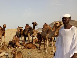 Melihat Unta Arab di Hudaibiyyah
