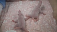 Kelahiran sepasang bayi panda kembar jantan dan betina itu pun disebut Kebun Binatang Pairi Daiza sebagai sesuatu yang sangat jarang terjadi. Benoit Bouchez Pairi Daiza/Handout via Reuters.