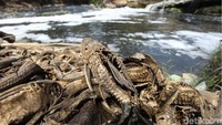 Dampak dari pencemaran tersebut, tidak hanya matinya biota air, seperti ikan. Tetapi juga berdampak pada penghasilan nelayan dan petani rumput laut disekitar Utara Kabupaten Bekasi.