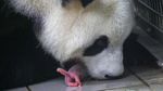 Momen Langka, Panda di Belgia Lahirkan Bayi Kembar Jantan dan Betina