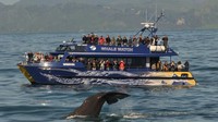 Melihat paus lebih dekat di laut pun juga jadi atraksi yang tidak kalah menyenangkan (Tourism New Zealand)