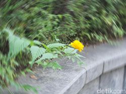 Contoh Hasil Jepretan Samsung Galaxy Note 10+