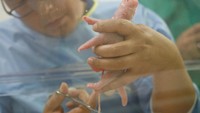 Hao Hao diinseminasi pada bulan April. Panda kembar ini adalah bayi ketiga dan keempat yang dilahirkan di Pairi Daiza. Panda ini dipinjamkan China selama 15 tahun. Benoit Bouchez Pairi Daiza/Handout via Reuters.