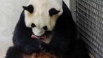 Momen Langka, Panda di Belgia Lahirkan Bayi Kembar Jantan dan Betina