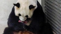 Eric Domb, presiden dan pendiri Pairi Daiza, lewat sebuah pernyataan mengatakan,Kelahiran kembar adalah berita indah bagi spesies luar biasa yang masih masuk kategori terancam punah ini. Benoit Bouchez Pairi Daiza/Handout via Reuters.