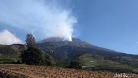 Titik api tersebut terdeteksi muncul pada Senin (12/8) sore. Wakil Administratur KPH Kedu Utara, Bagas Avianto menyatakan hingga petang kemarin luas lahan yang terbakar mencapai 43 Hektare.