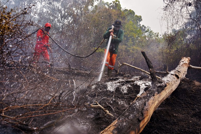 Pohon tumbang akibat kebakaran hutan di kawasan Taman Nasional Tesso Nilo, Kabupaten Pelalawan, Provinsi Riau, Selasa (13/8/2019). Kementerian Lingkungan Hidup dan Kehutanan menyatakan akan melakukan penataan dan penegakan hukum di habitat Gajah Sumatra karena ada lebih dari 8.000 kepala keluarga telah menjarah Tesso Nilo, yang disinyalir menjadi pemicu kebakaran hutan dan lahan pada tahun ini. ANTARA FOTO/FB Anggoro/foc.