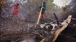 Melihat Perjuangan Damkar Melawan Api di Hutan Riau dan Sumsel
